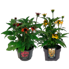 Echinacea mix